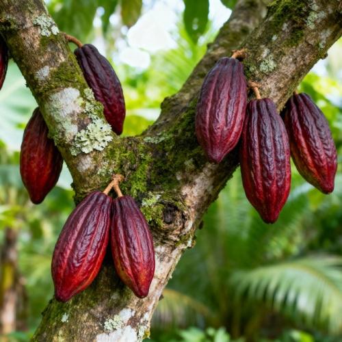 Rode cacaovruchten in Sarapiquí