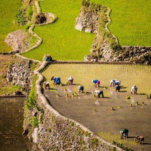 Werkers in de rijstvelden van Banaue, Filipijnen