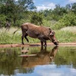Wrattenzwijn, Kruger Nationaal Park (White River)