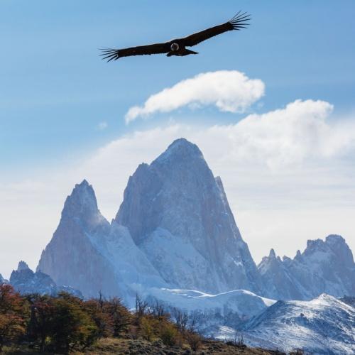 Cerro Torre, Andescondor
