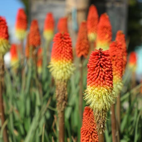 Kleurrijke Lupine in Puerto Natales