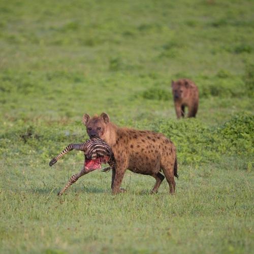 Hyena in Ngorongoro, Tanzania