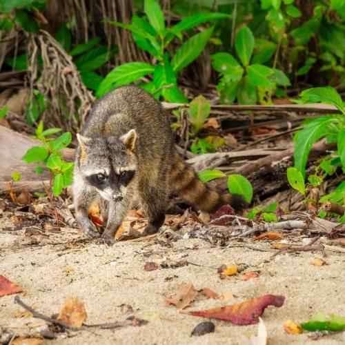 Wasberen in het Cahuita Nationaal Park