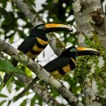 Cuyabeno - Ecuador