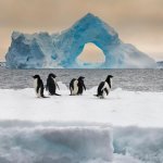 Antarctic Sound