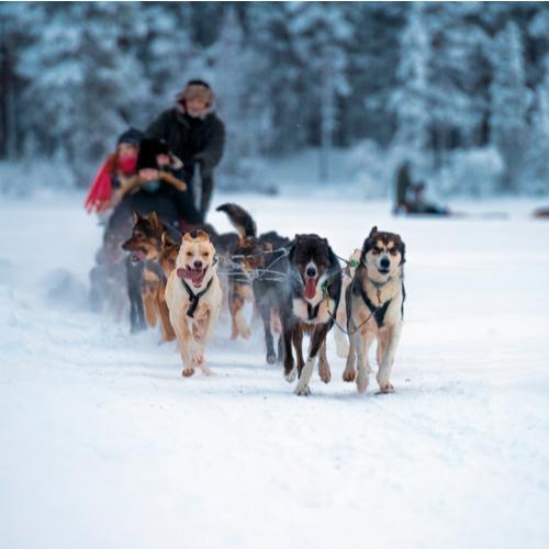 Tromso husky's