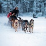 Tromso husky's