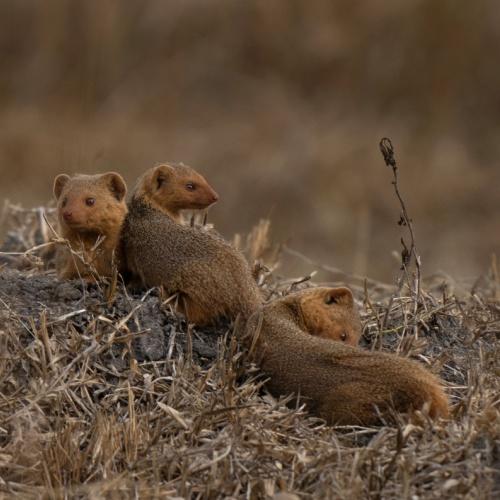 Dwarf mongoose