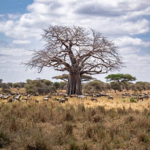 Masai Mara Nationaal Park,boom