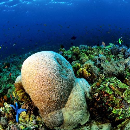 Balinsasayaw Coral Garden