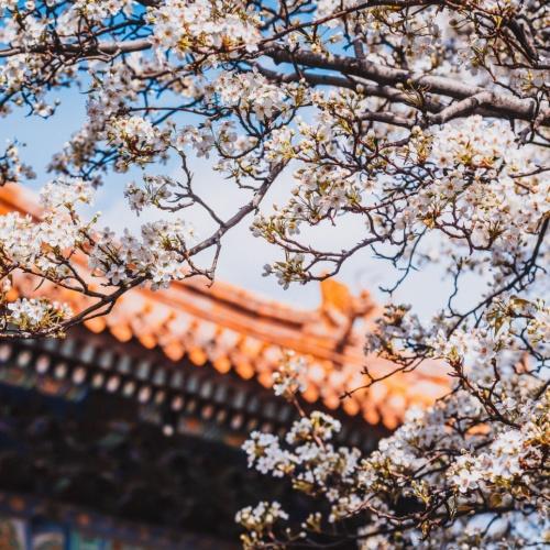 Bloesemboom in Beijing