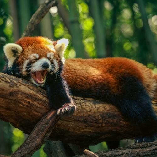 Rode Panda