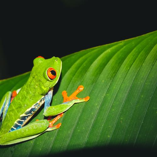 Kikker in Monteverde