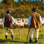 Polen, Poolse Hooglanders