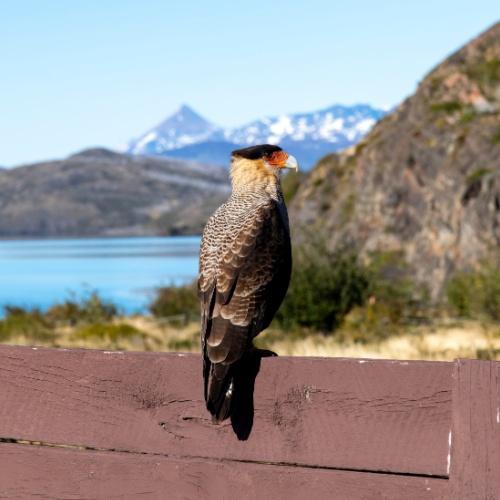 Kuifcaracara geniet van het uitzicht