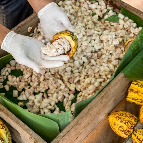 Cacao uit Thailand