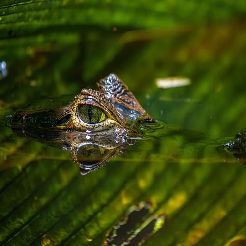 Krokodil in Tortuguero