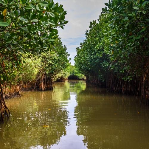 Pichavaram Mangrove Forest