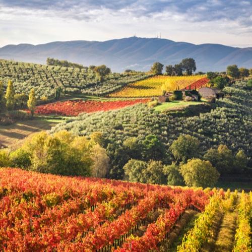 Montefalco, wijngaarden