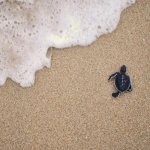 Baby schildpad in Cherating