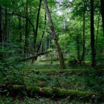 Białowieża