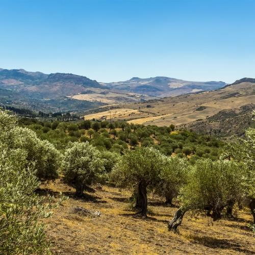 Olijfgaarden in het Madoniegebergte