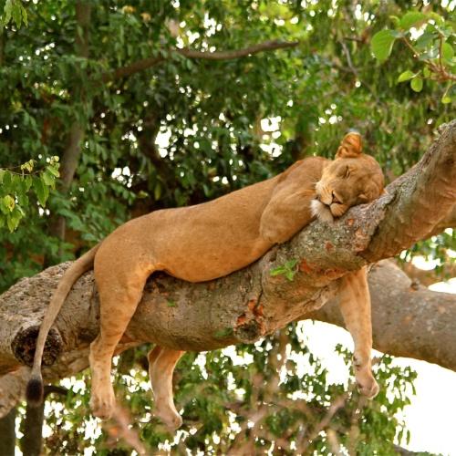 Leeuw in Queen Elizabeth NP