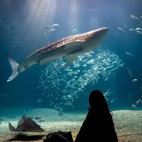 Aquarium in Osaka