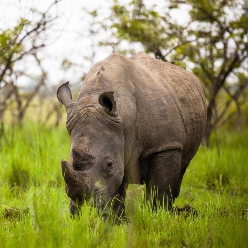 Ziwa Rhino Sanctuary