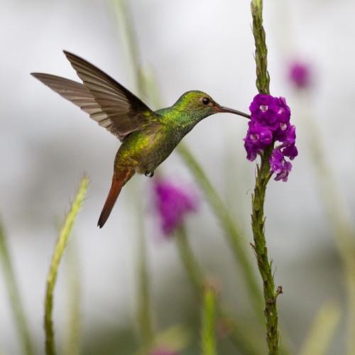 Roodstaartamazilia in Turrialba