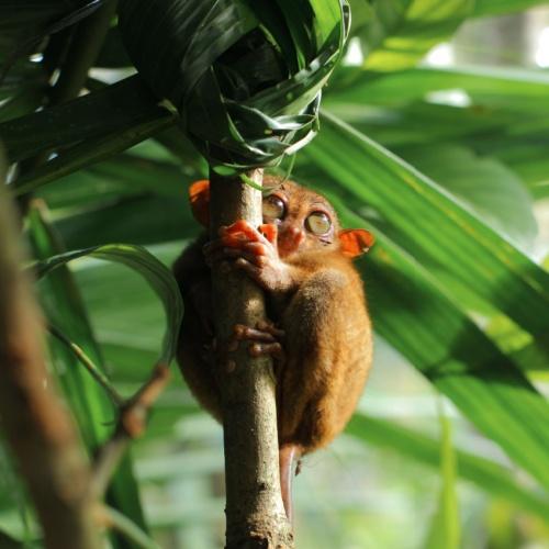 Tarsier Sanctuary, Bohol