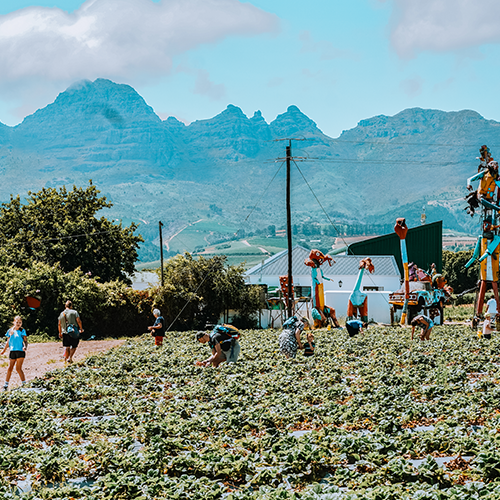 Wijnhuis, Stellenbosch