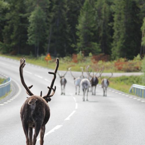 Groep Elken in omgeving Lapland