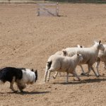 Connemara, schaapshond demonstratie.jpg