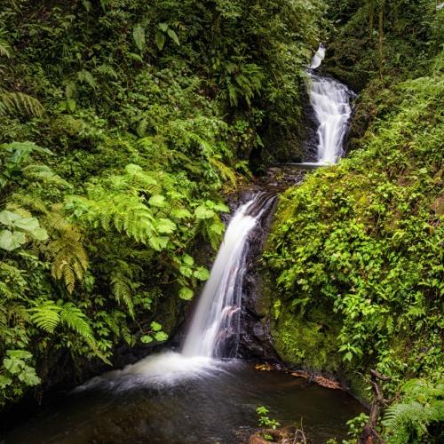 Monteverde Cloud Forest Reserve