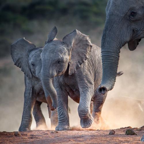 Baby olifanten bij Addo NP