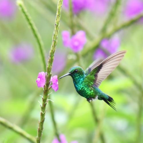 Monteverde