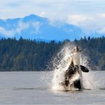 Inside Passage orka