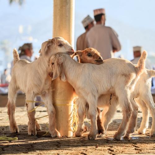 Nizwa, geitenmarkt