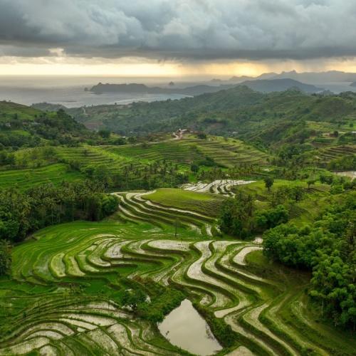 Rijstvelden op Lombok
