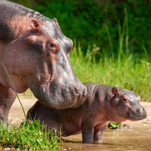 Murchison Falls Nationaal Park, Nijlpaarden