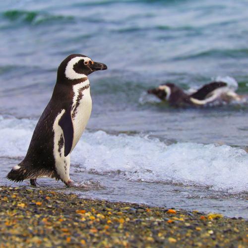 Punta Arenas, pinguïns