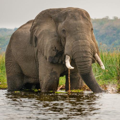 Murchison Falls, olifant