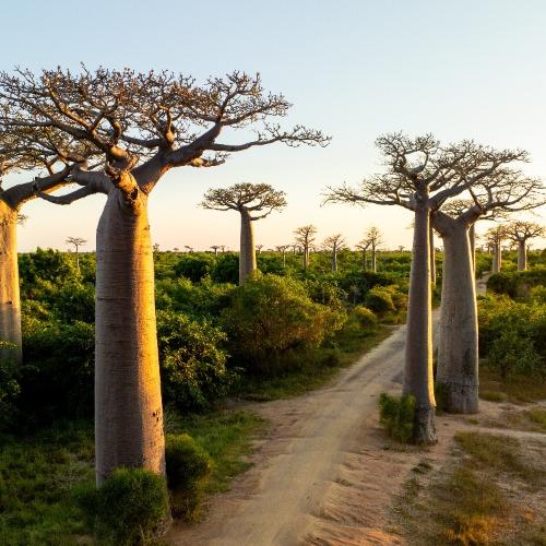 Madagaskar natuur 