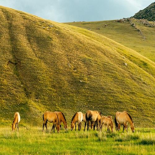 Khustai Nationaal Park, takhi