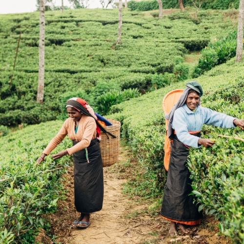 Theepluksters op de theeplantages van Nuwara Eliya