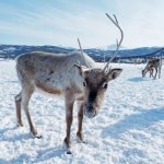 Rendier Tromso