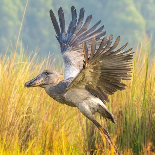 Schoenbekooievaar in Mabamba-moeras