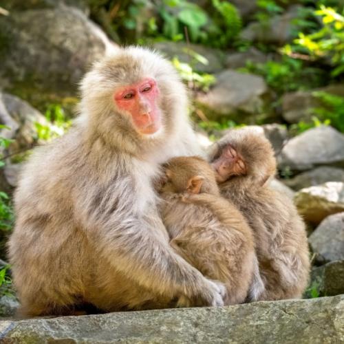 Jigokudani, aap