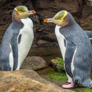 Wildlife Cruise incl. begeleide tour door natuurreservaat geeloogpinguïns